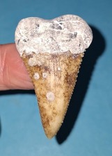 Dente di squalo bianco 4,6 cm