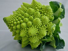 Romanesco Italia Broccoli 100