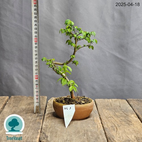 Bonsai ulmus minor prebonsai - bonsai,
