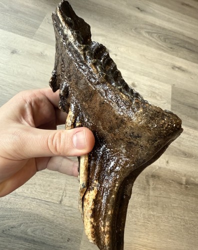 Dente mammut fossile - mammut, pezzo
