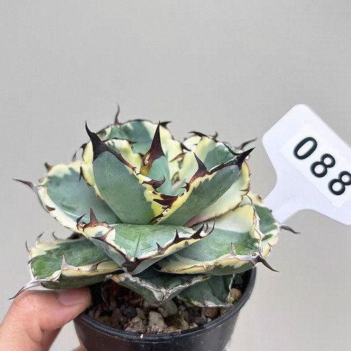 1pz 10cm coltivazione - 9-10cm, semi