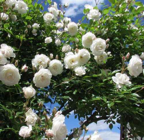 White etoile hollande 6 - white,