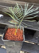 Rara crescita semina boutique