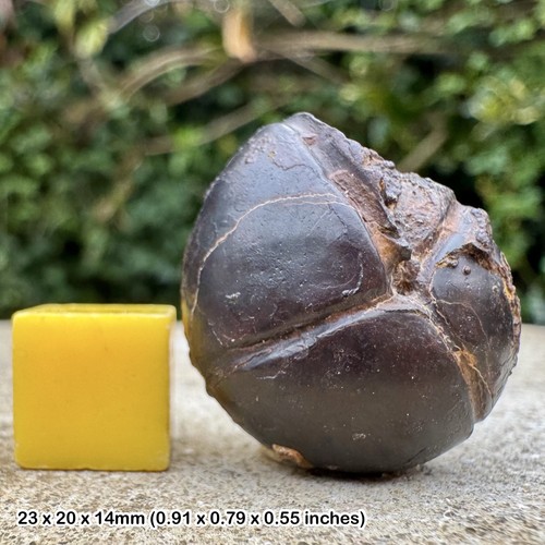 Agathiceras fossil - agathiceras,