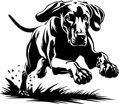 Adesivo weimaraner - -,