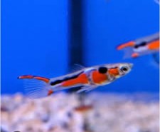 pesci tropicali Endler Campona