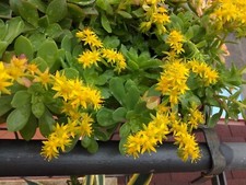 2 PIANTINE Grasse + 1 TALEA - Random fra SEDUM CRASSULA KALANCHOE SENECIO ecc