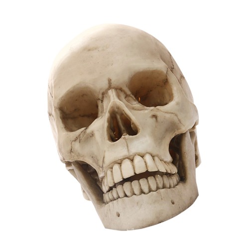 Lifesize 1 realistico - lifesize,