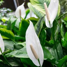 1 PIANTA DI SPATHIPHYLLUM