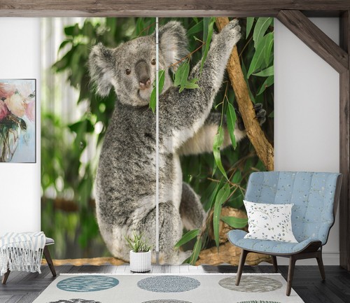 Tenda foto animale koala - foto,