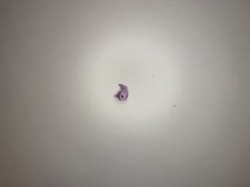 Beats by Dr. Dre Fit Pro -