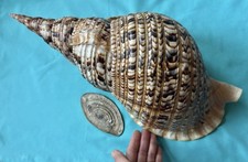 Lumaca di mare XXL Charonia