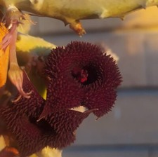 TALEA SENZA RADICI Huernia PENDURATA, Pianta Grassa, Fiore in foto
