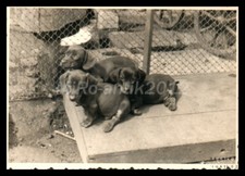 Foto, mostra di cani di razza Erzgeb., Teckel, liquori dei cuccioli 3, 5026-1230