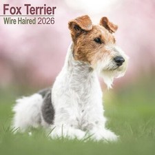 Calendario Fox Terrier