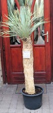 Yucca rostrata, tronco 160 cm