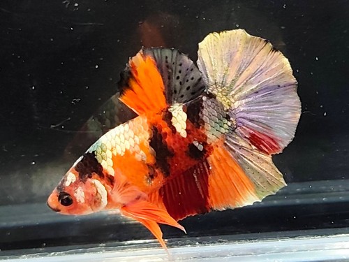 Live betta fish gigante - fish,
