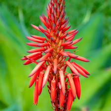 Aloe arborescens 15-30 cm -