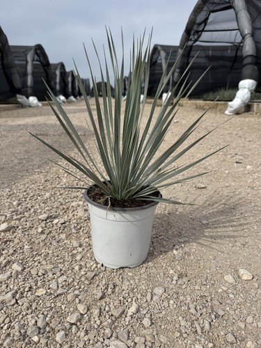 Yucca rostrata vaso cm - yucca,