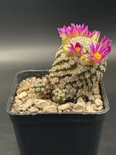 Mammillaria hernandezii