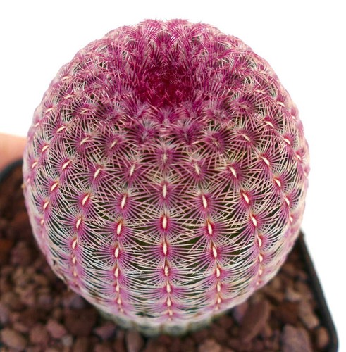 Echinocereus rigidissimus