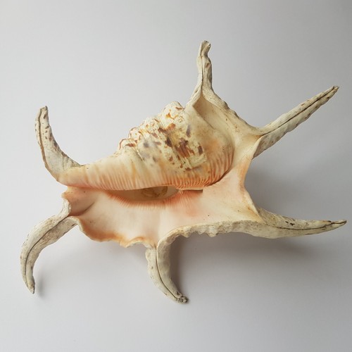 Real ocean sea shell conch