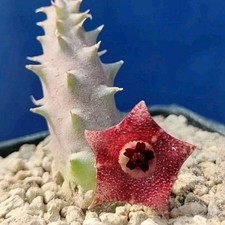 Huernia Macrocarpa (Fleur de