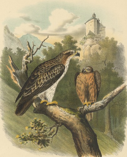 Aquila nana di riesenthal - aquila,