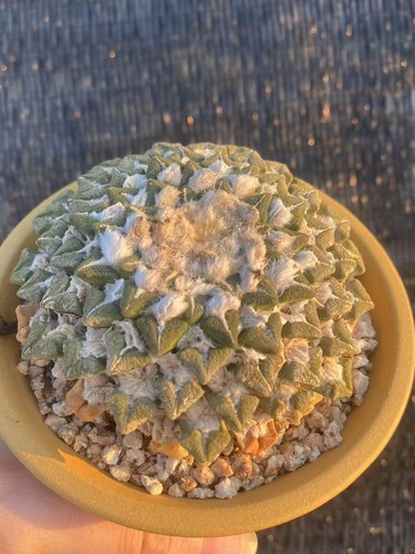 Cm ariocarpus - cm,