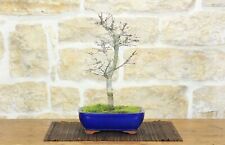 Bonsai di Acero Palmato