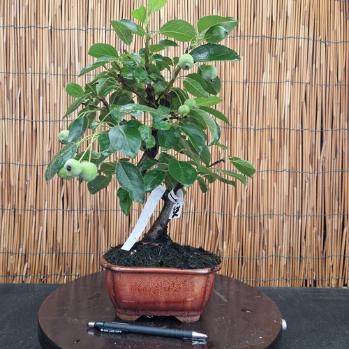 Bonsai melo 40cm visita - di,