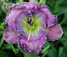 Rings of Triton  Daylilies 1