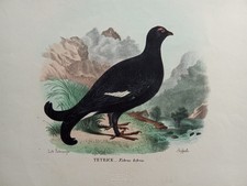 Litografia 1850 TETRICE