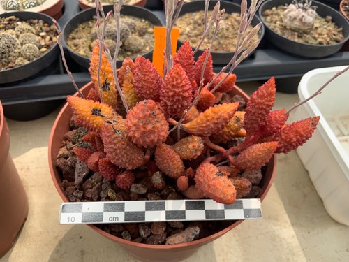 284 adromischus herrei - adromischus, rare
