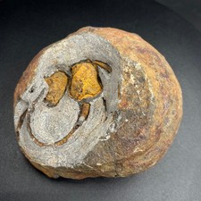 Macrocystella sp Fossil