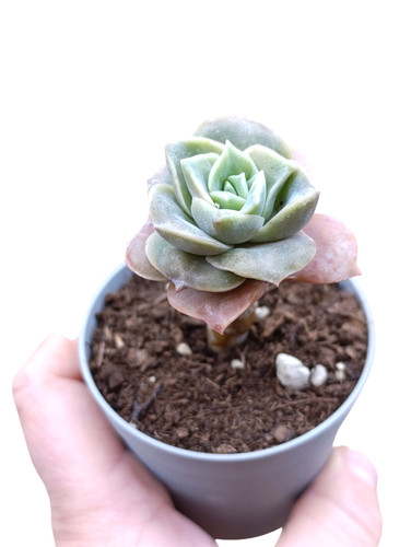 Echeveria lovely rose pianta - echeveria,