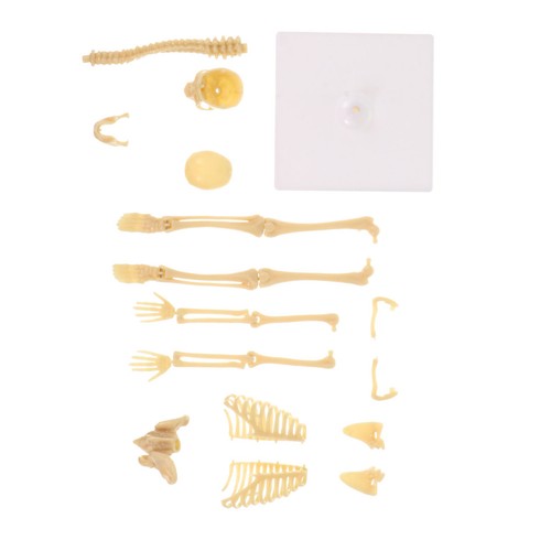 Scheletro umano simulazione - ,