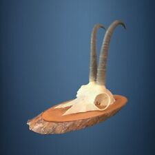 164CAM Trofeo di caccia di camoscio 20cm