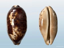 Cypraea testudinaria, Nha Trang, Vietnam, 127 mm, XL, SELECTED QUALITY