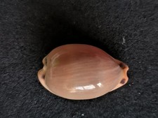 Conchiglia Da Collezione