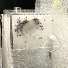 Phidippus regius