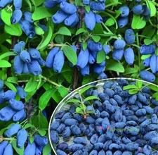 50 Semi Mirtillo Lonicera