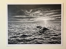 Sebastião salgado genesis - sebastião,