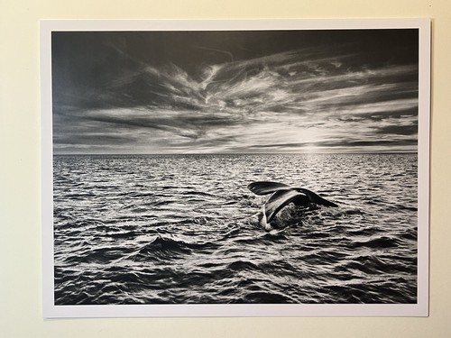 Sebastião salgado genesis - salgado,