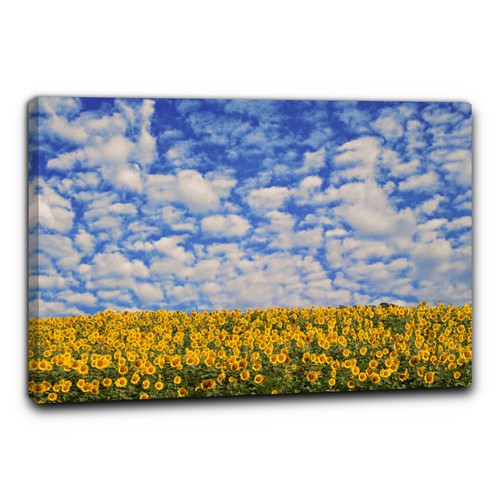 Niik quadro campo girasoli - niik, di