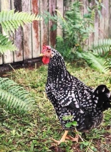 Uova feconde gallina ancona - gallina,