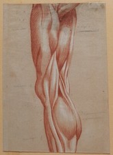 DISEGNO Antico Ante Humain