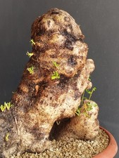 Bonsai Olivastro 34x34m In