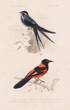 Cypselus mystaceus Xanthornus aurantius uccellino incisione incisione acciaio Orbigny 1849