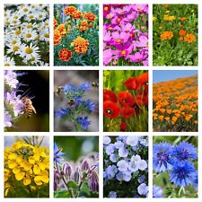 Prato fiorito 13000 semi 10g